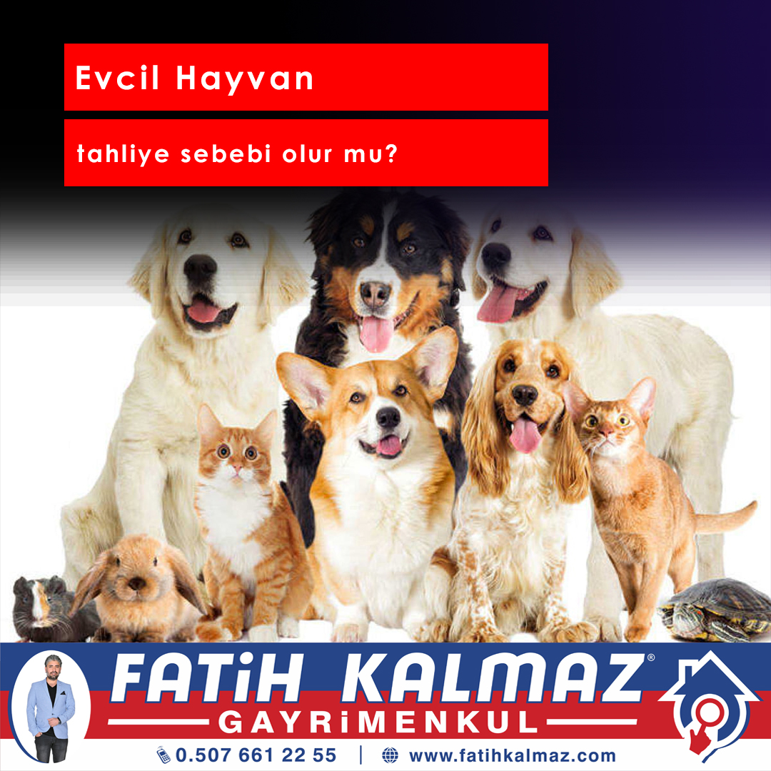 EVCİL HAYVAN TAHLİYE SEBEBİ OLUR MU?
