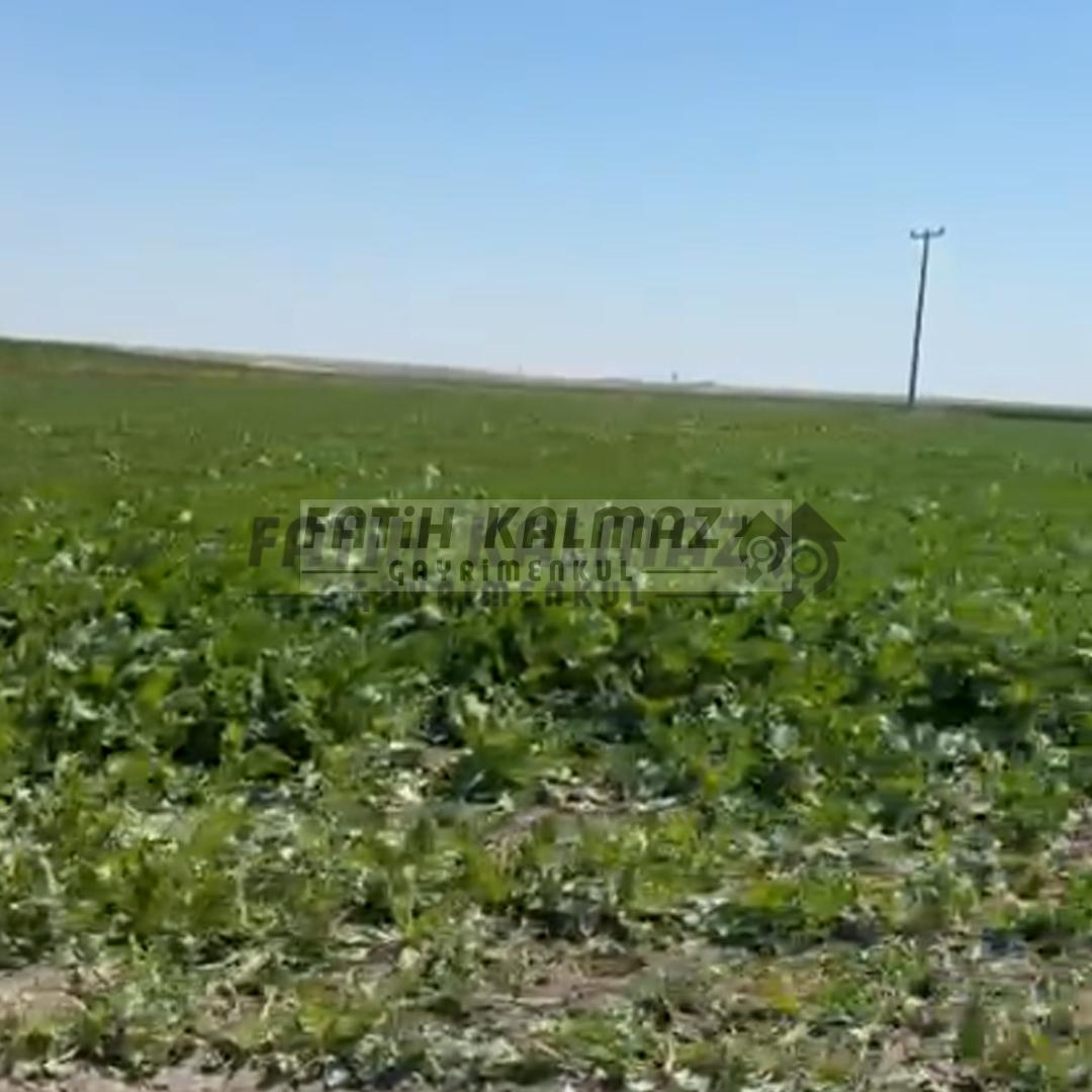 Karatay İsmilde Satılık Sulak Tarla - Toplu Satılık - 309.706 M2